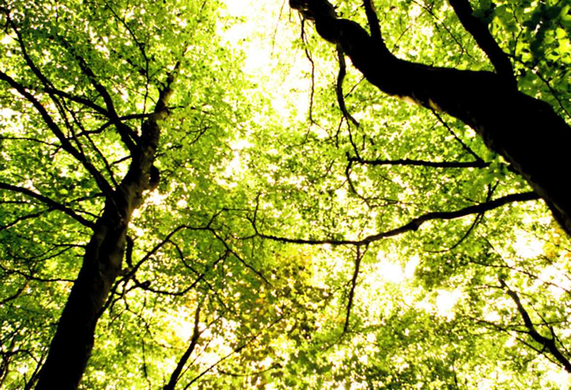 Man holding a cup looking out of window at trees