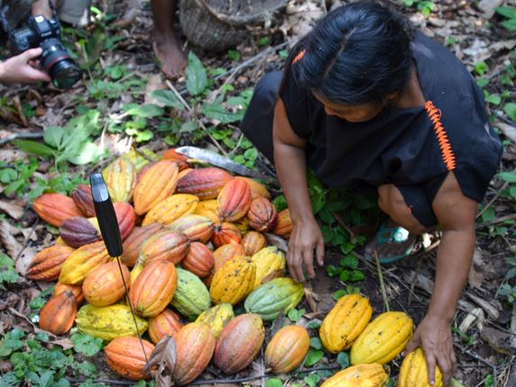 Mariá récolte les cabosses de cacao, la matière première du chocolat, en Papouasie-Nouvelle-Guinée
