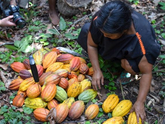 Mariá oogst cacaovruchten, de ruwe ingrediënten voor chocolade in Papoea-Nieuw-Guinea