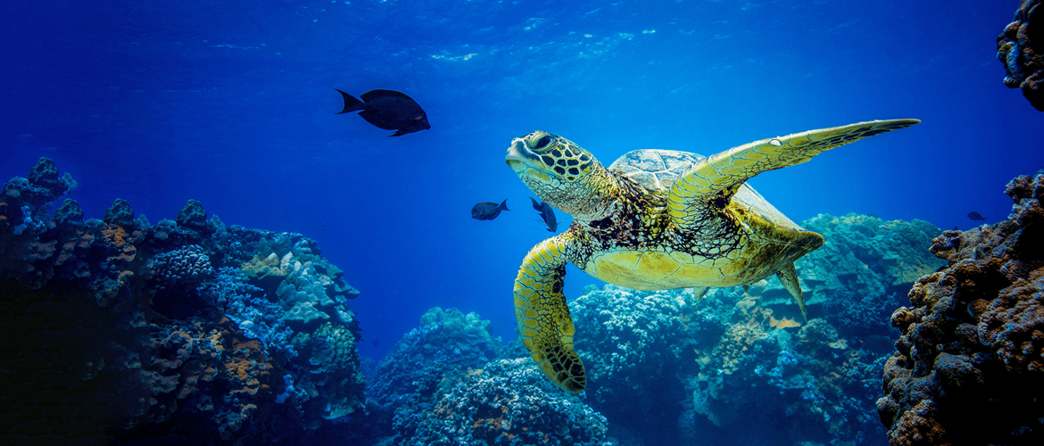 Schildpad zwemmend in blauwe zee omringd door vissen en koraal