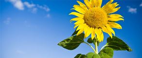 REACH-sunflower-picture