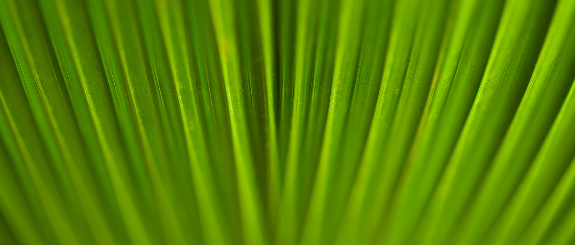 Detail listu
