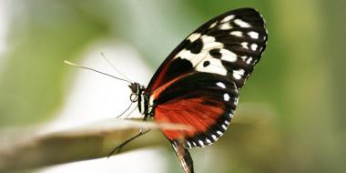 Motýľ sediaci na konári