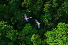 Два папагала, летящи над джунгла