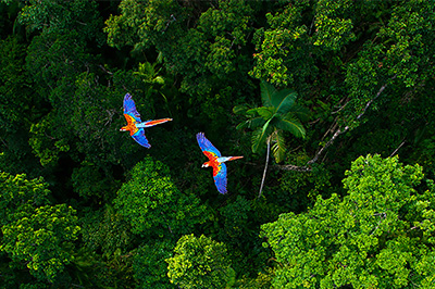 Zwei Vögel fliegen über dem Wald