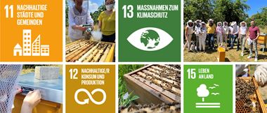 Bildercollage mit Fotos des Brother Bienenprojekts und den SDG-Zielen 11, 12, 13 und 15 der Vereinten Nationen. 