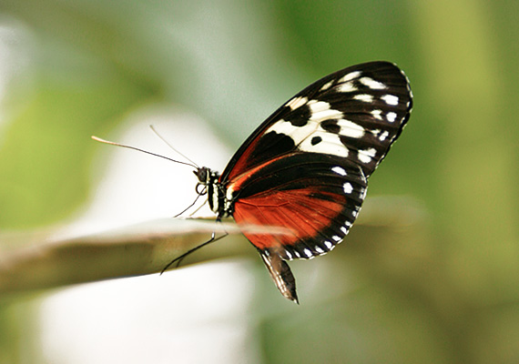 Schmetterling, auf Ast sitzend
