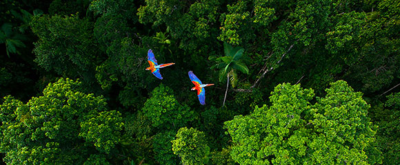 VÖGEL FLIEGEN ÜBER URWALD