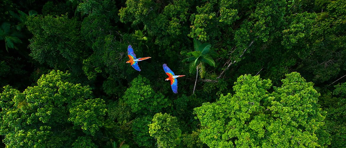 Birds eye view of a green forest with two parrots flying above