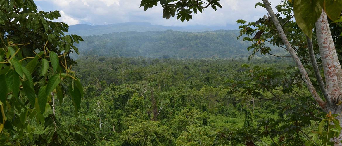 Panaoramablick über Regenwald mit Baum im Vordergrund
