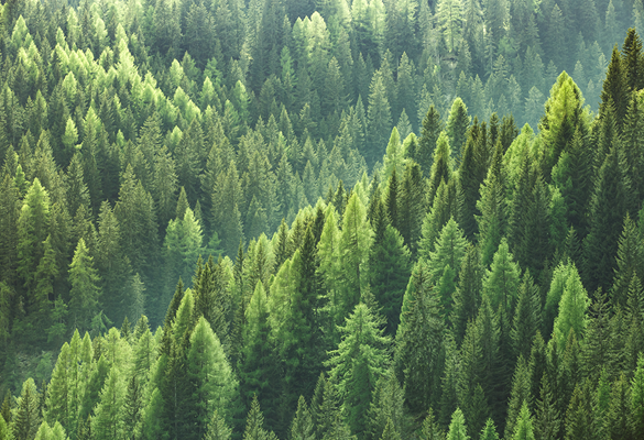 Wald aus der Luft aufgenommen