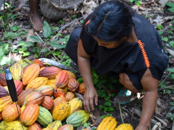 Mariá erntet in Papua-Neuguinea die Kakaoschoten, den Rohstoff für Schokolade.