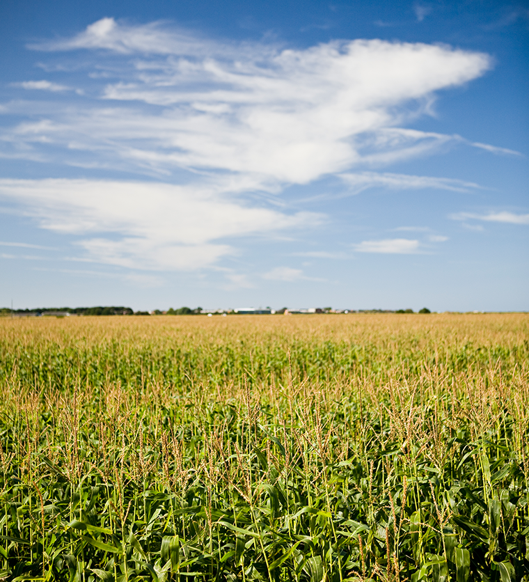 Eine grüne Wiese mit dem Himmel und Wolken im Hintergrund