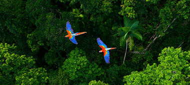 Papageien fliegen über Wald