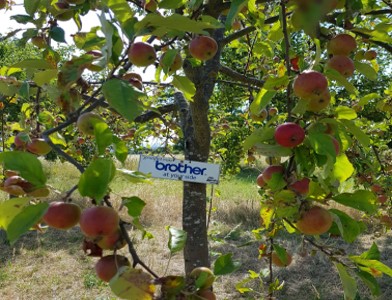 Apfel