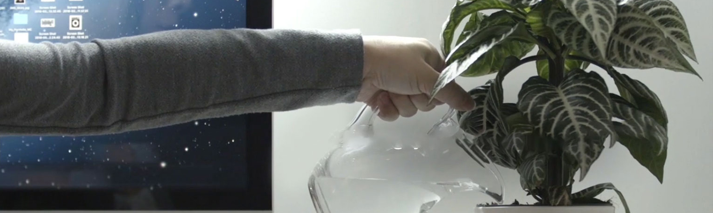 Persona regando planta