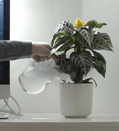 Persona regando una planta