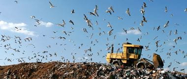 Lintuja parveilee kaatopaikalla