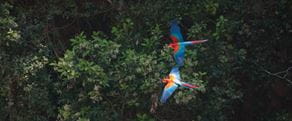 Two parrots flying above a forest 
