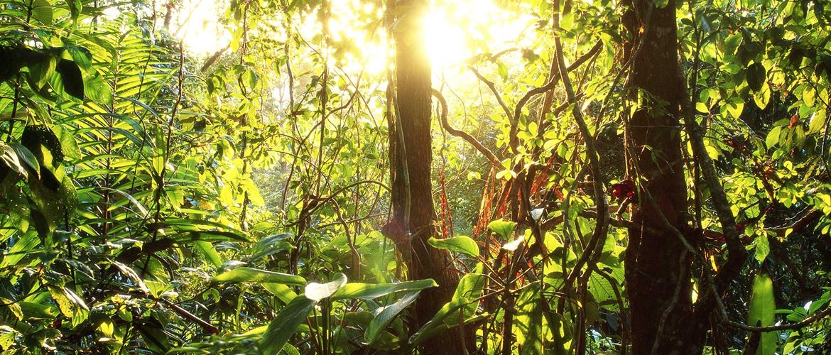 Leafy green jungle illuminated by sun's rays
