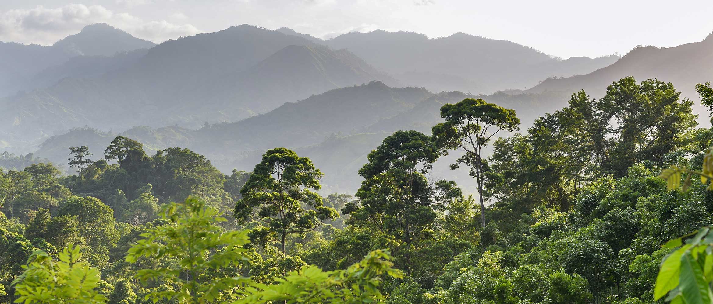 Leafy green jungle below impressive mountain range