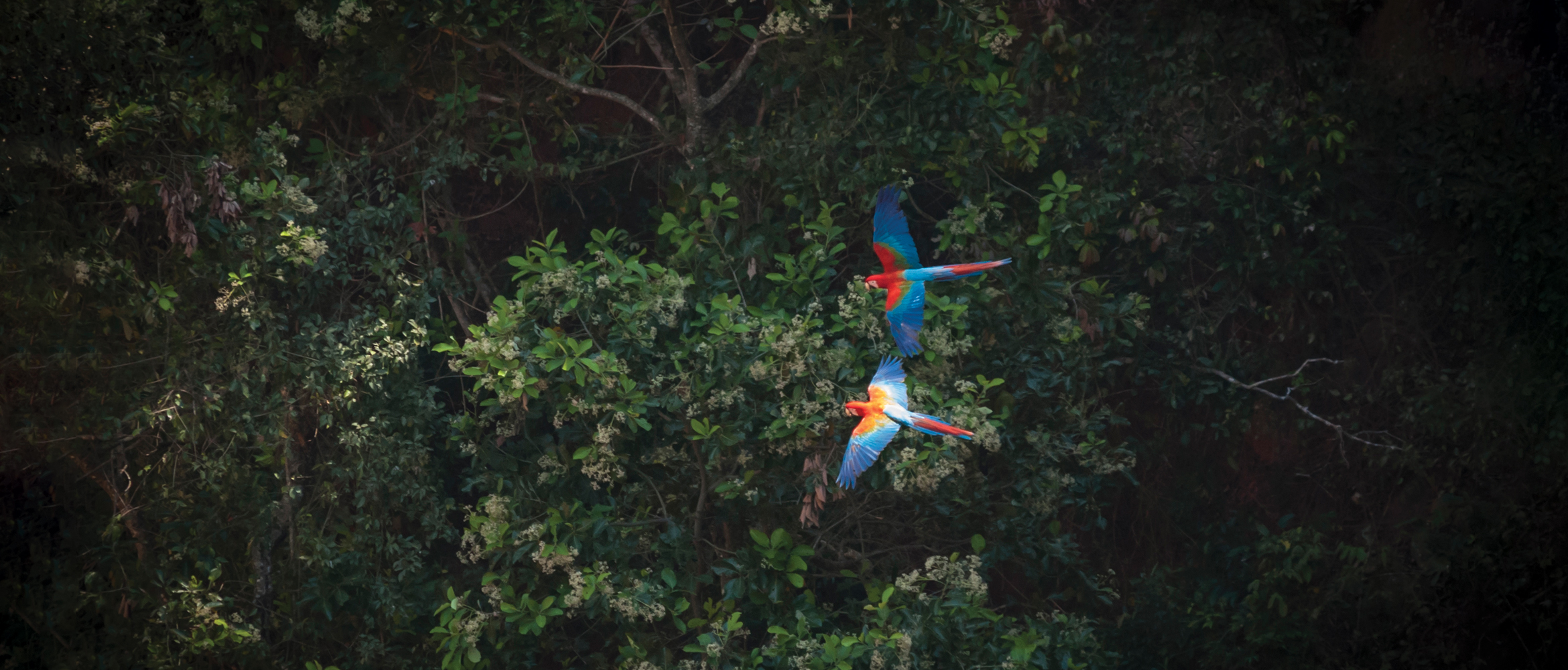 Birds eye view of a green forest with two parrots flying above