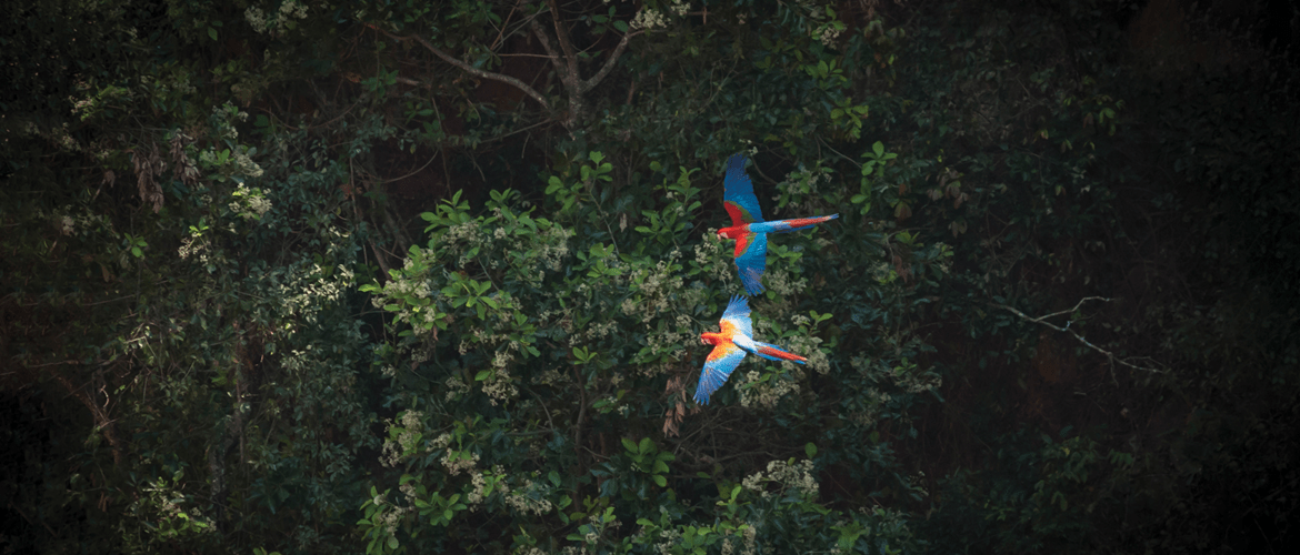 Birds eye view of a green forest with two parrots flying above