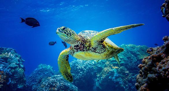 Kilpikonna ui meressä kalojen ja korallien ympäröimänä