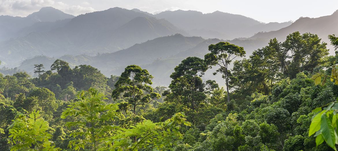 Las deszczowy w Hondurasie