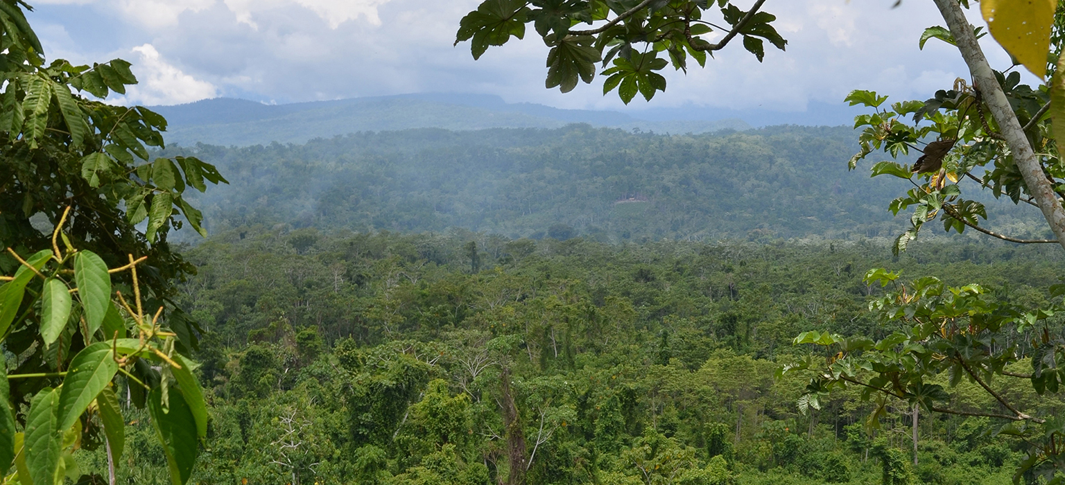 Brother Earth Together we can create a better environment