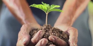 Recikliranje-osoba drži u dlanovima biljku u zemlji
