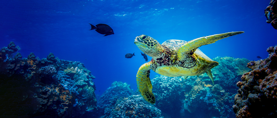 Turtle swimming in blue sea surrounded by fish and coral