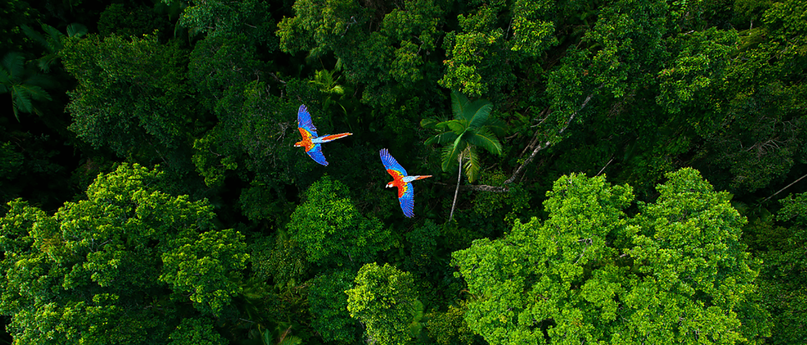 Une vue aérienne d'une forêt amazonienne verdoyante survolée par deux oiseaux au pelage jaune et bleu..