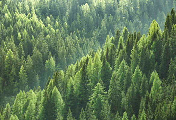 Forêt verte avec de grands arbres