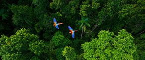 Two parrots flying over a forest 