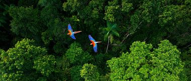 2 pappagalli colorati sorvolano sopra foresta pluviale