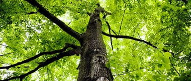 albero carbon footprinter