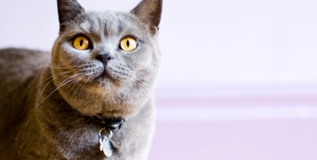 gatto grigio con collare etichettato con etichette per P-touch CUBE