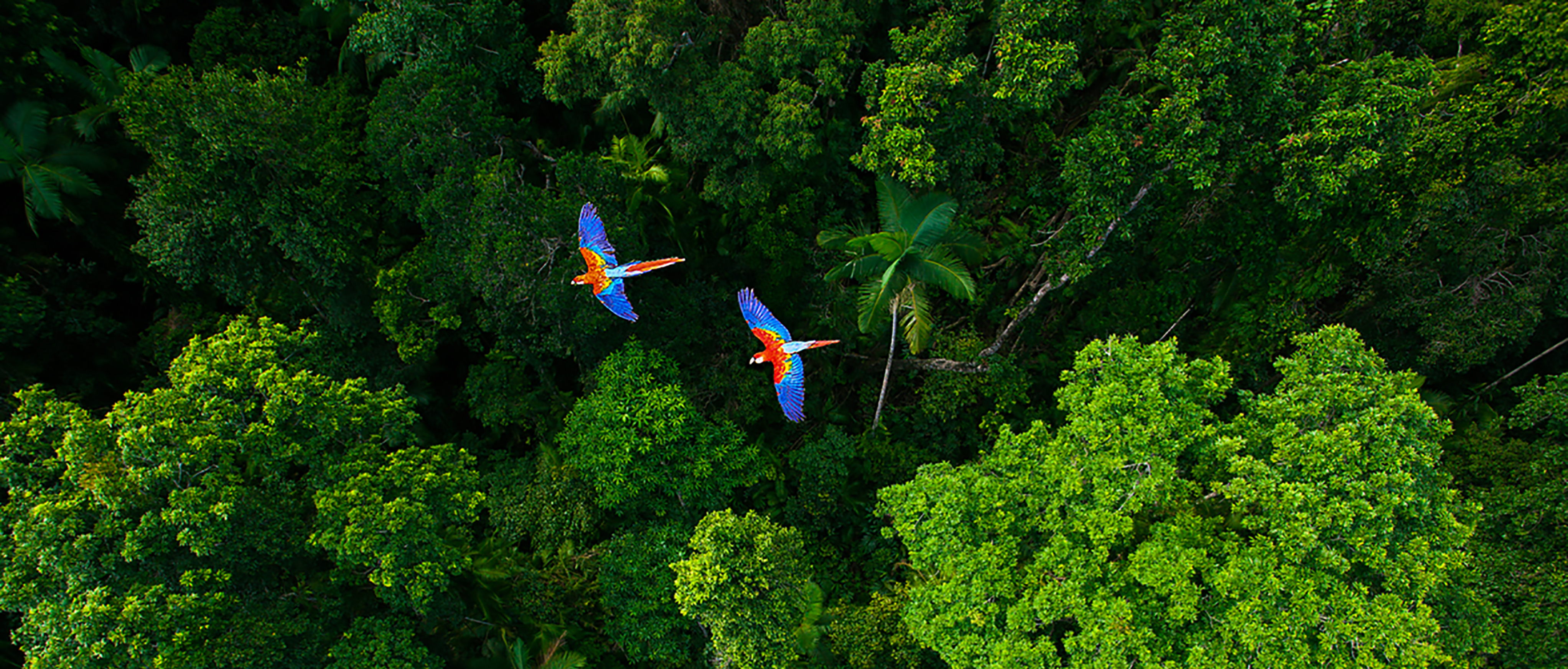 An ariel view over a dark green canopy of trees with two Festive Amazon Blue and Yellow Macaws flying across the middle.