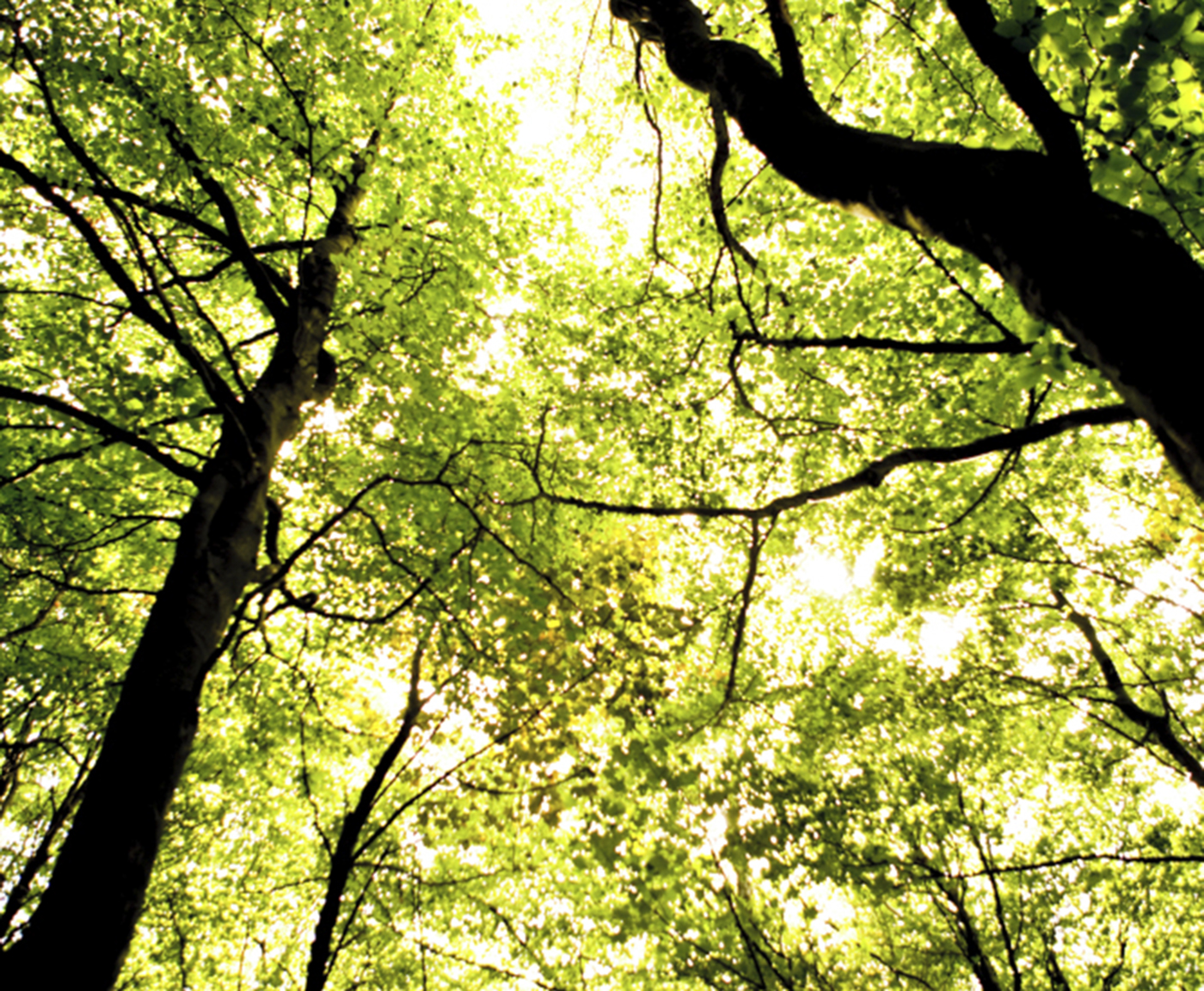 Trees with sun light shining through 