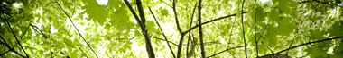 Green Tree Canopy Environmental Activities