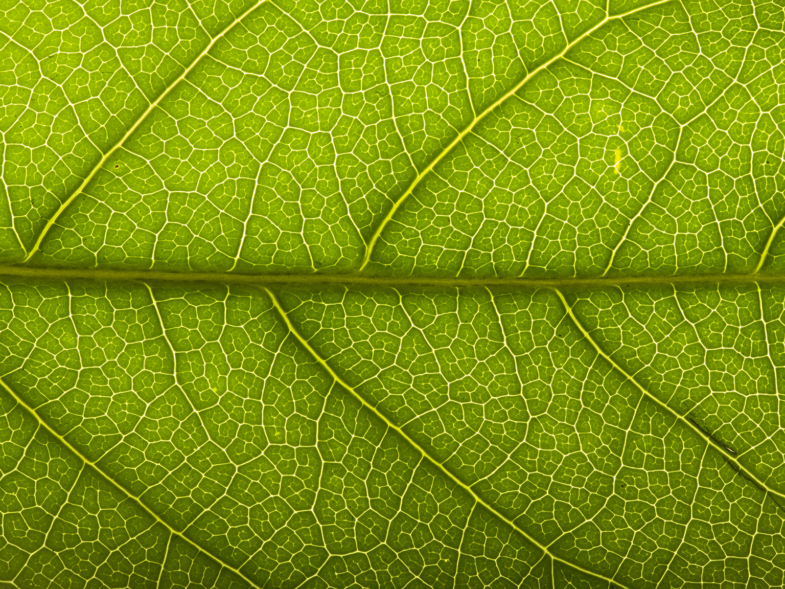 Brother EcoPro printer on green background