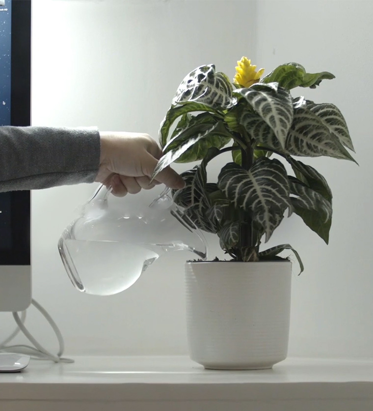En person vanner en potteplante som står i en hvit blomsterpotte