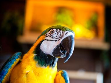 En gul og blå papegøye