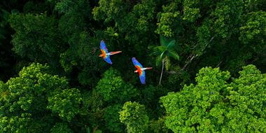 Kaksi kaunista papukaijaa lentää sademetsän yli