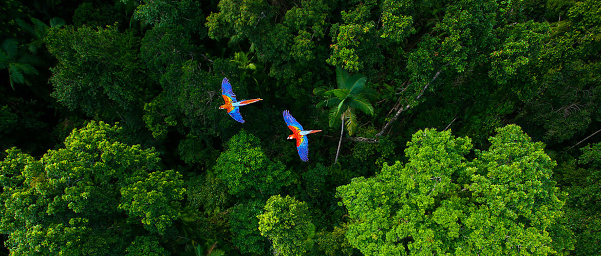 Como proteger a selva reciclando consumíveis com Brother