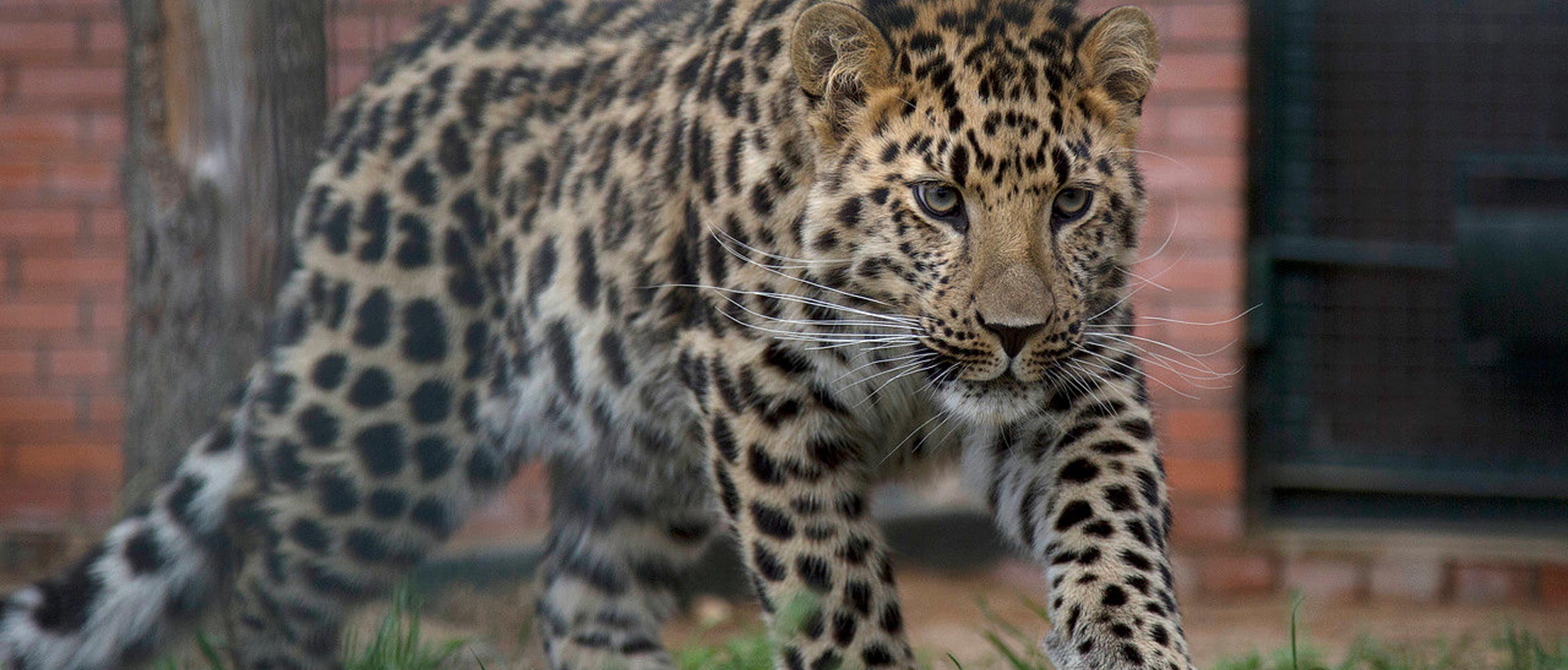 Far Eastern Leopard walking in front of a brick building