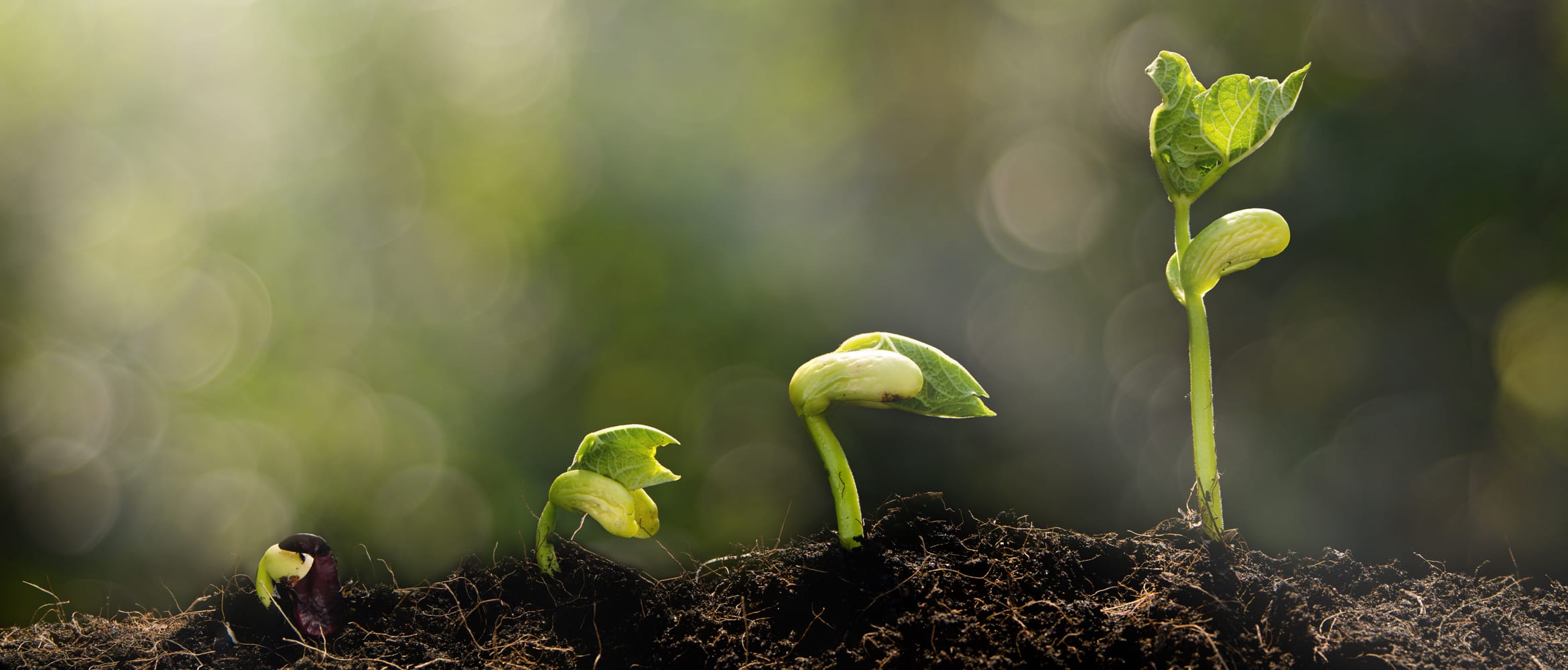 plants growing from seed