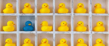 a shelf with multiple sections containing many yellow rubber ducks, and one blue rubber duck