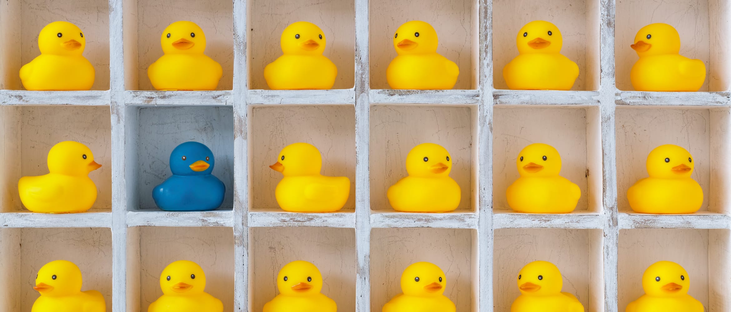 a shelf with multiple sections containing many yellow rubber ducks, and one blue rubber duck